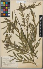Foto von Salix purpurea L.